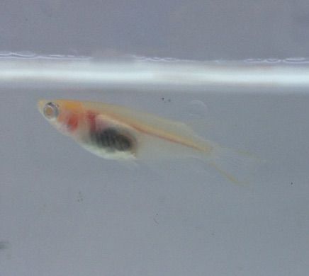 腹部が透けてるアルビノシースルーメダカの特徴