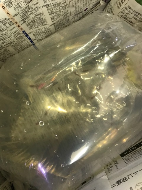 楊貴妃透明鱗ヒカリ体型メダカ(篤姫)